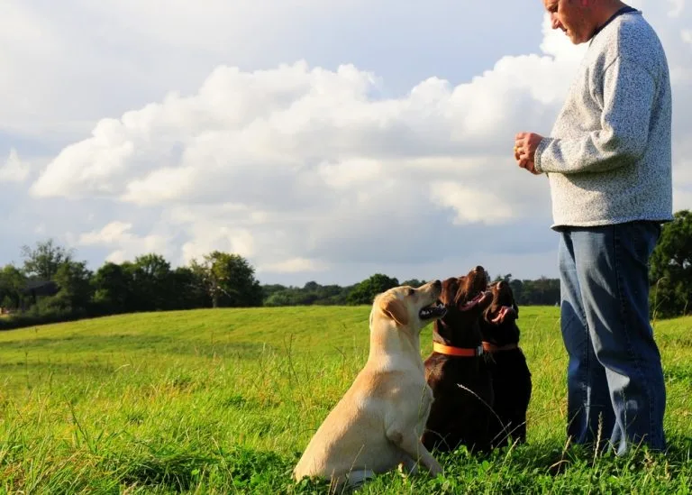 Breeders - The Labrador Retriever Club, Inc.