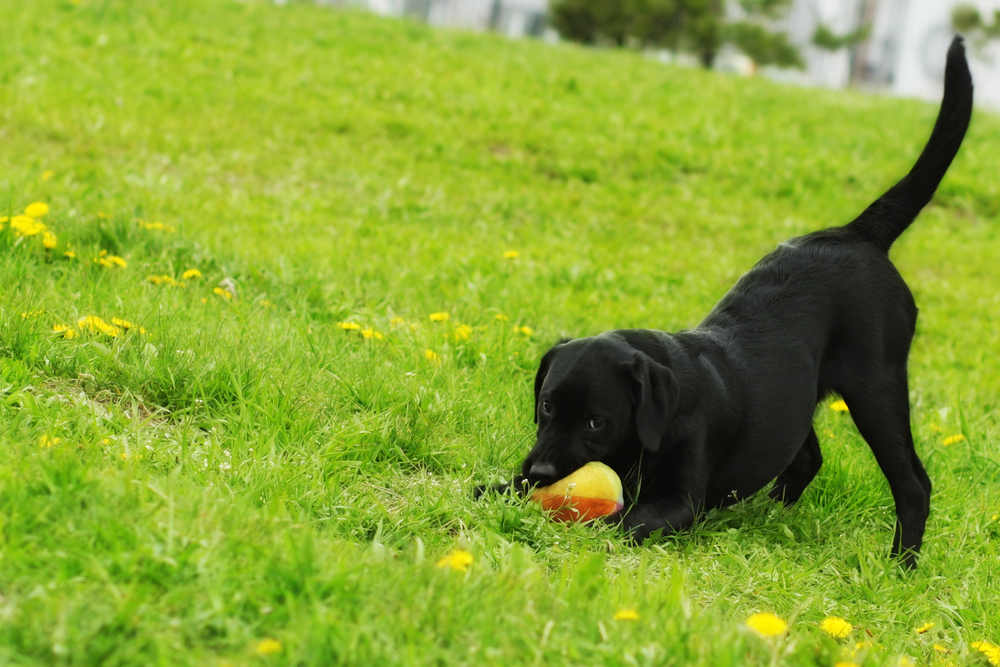 About The LRC - The Labrador Retriever Club, Inc.