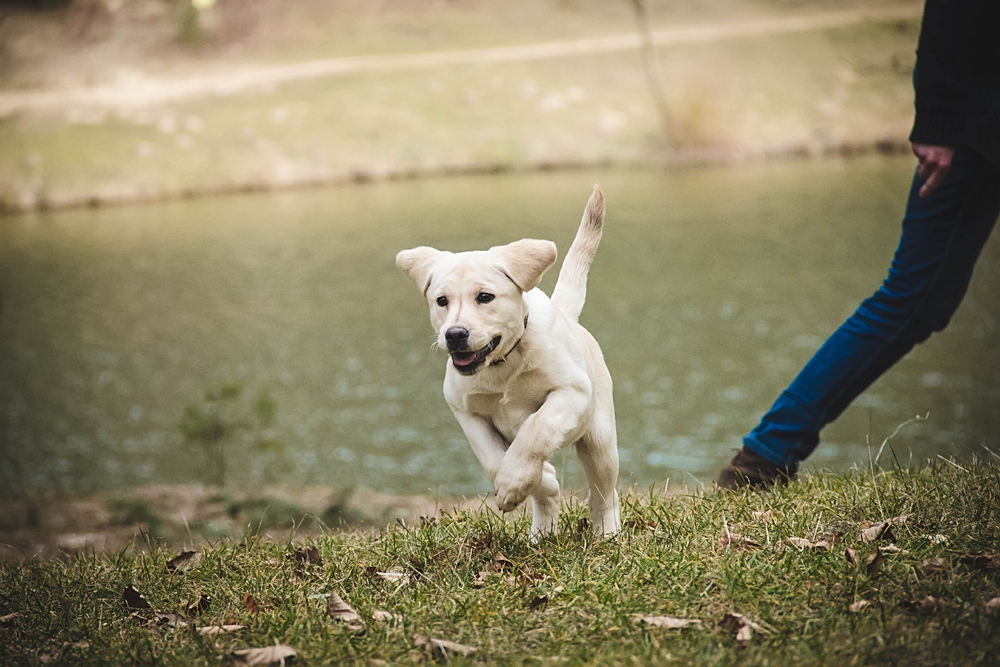 About The LRC - The Labrador Retriever Club, Inc.