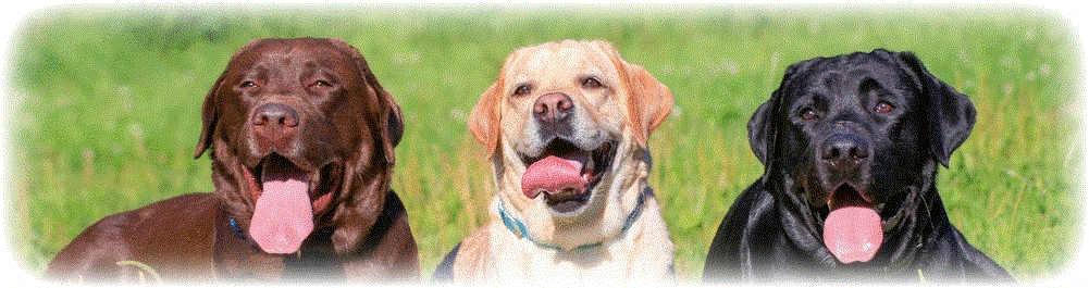 Different types of cheap yellow labs