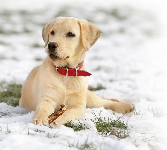 how to find labrador breeders